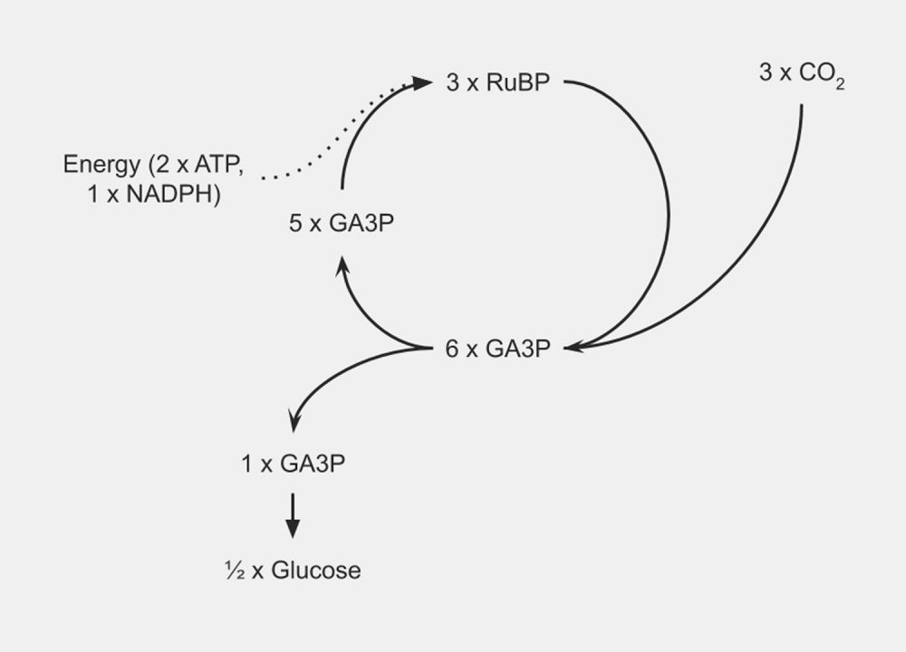 t-1-02-light-dependent-reactions-barista-hustle