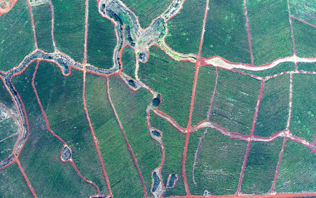 Terroir