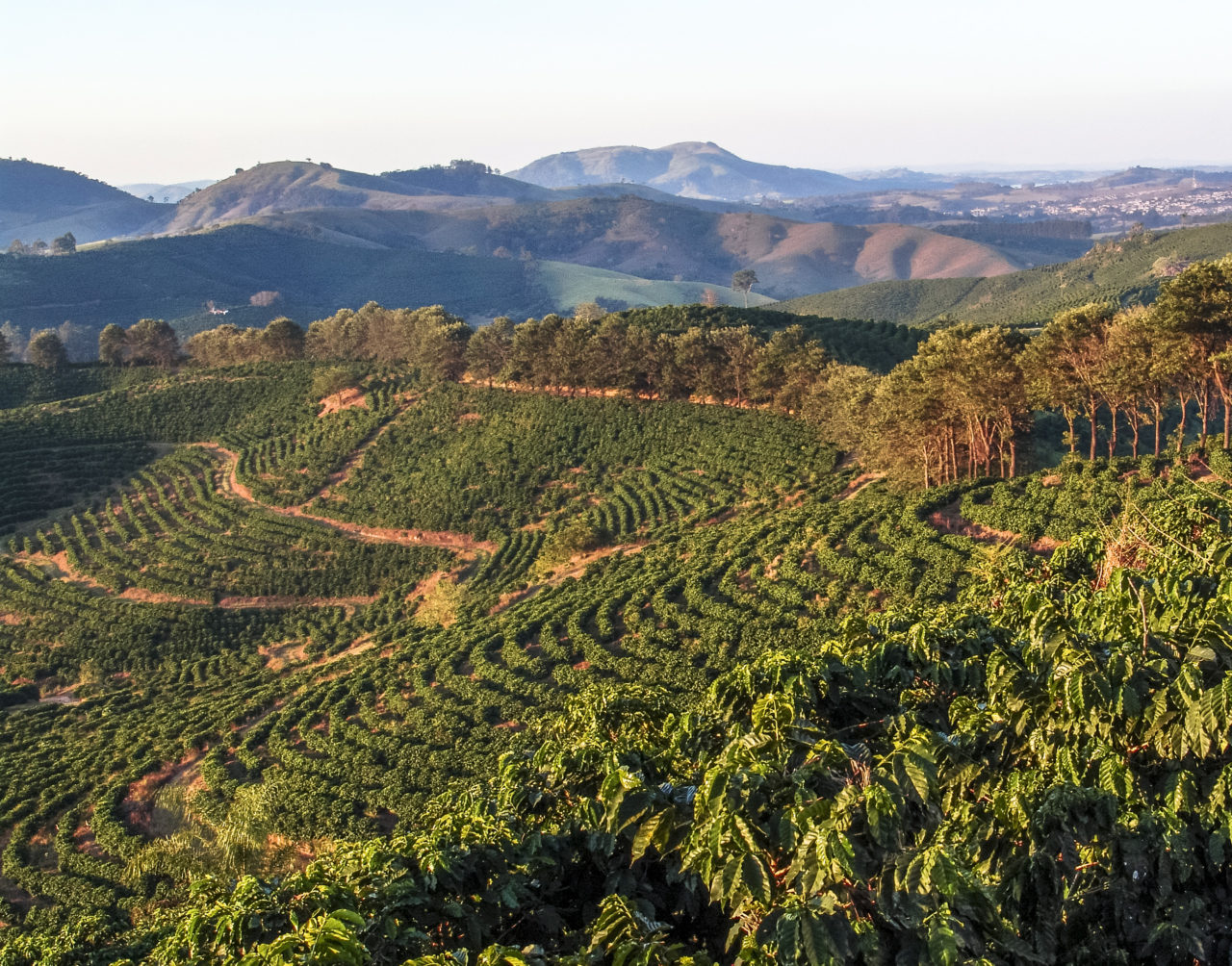 CBGB 1.02 Introduction to Minas Gerais - Barista Hustle